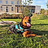 dog, rottweiler, pet, animal, sitting, lying_down, grass, outdoor, sunny, park, harness, leash, tongue, smiling, portrait, building, civic_center, tree, blue_sky, landscape