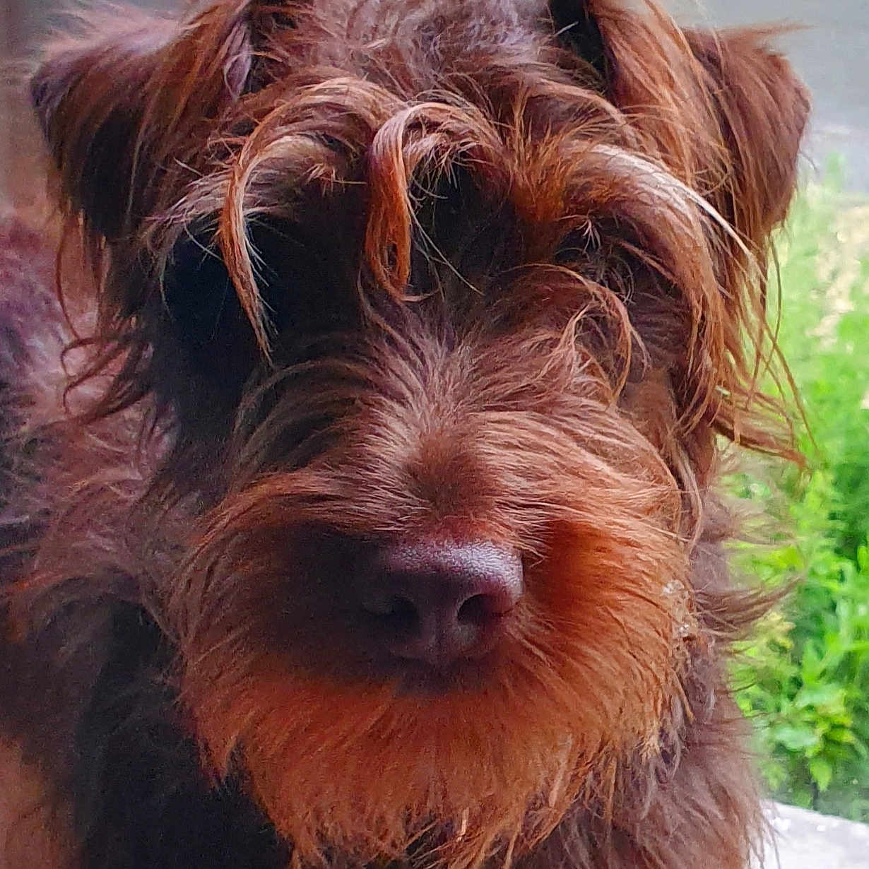 Satanas participe au concours pour gagner de l'argent avec cette photo : animal, brown_fur, close_up, companion, curious, curly_hair, cute, dog, domestic_animal, ears, face, fur, greenery, indoors, nose, pet, portrait, scruffy, whiskers, window