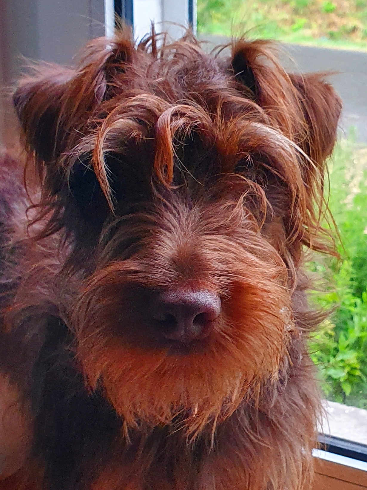 Satanas participe au concours pour gagner de l'argent avec cette photo : dog, brown_fur, scruffy, close_up, window, greenery, pet, animal, fur, nose, indoors, curly_hair, portrait, cute, face, whiskers, ears, companion, domestic_animal, curious