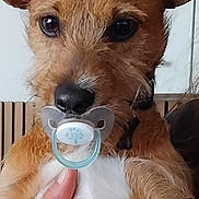 Bigo a rejoint le concours — aidez-le/la à gagner de superbes lots ! animal, brown_dog, closeup, cute, dog, domestic_animal, ears, expression, face, funny, fur, hand, holding, indoor, looking, muzzle, pacifier, pet, portrait, young_dog