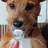 animal, brown_dog, closeup, cute, dog, domestic_animal, ears, expression, face, funny, fur, hand, holding, indoor, looking, muzzle, pacifier, pet, portrait, young_dog