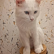 Simou a rejoint le concours — aidez-le/la à gagner de superbes lots ! cat, white_cat, blue_eyes, fluffy, sitting, wooden_lid, container, indoor, wall_texture, artistic_wall, close_up, pet, feline, whiskers, ears, paws, domestic_animal, looking_away, quiet, calm