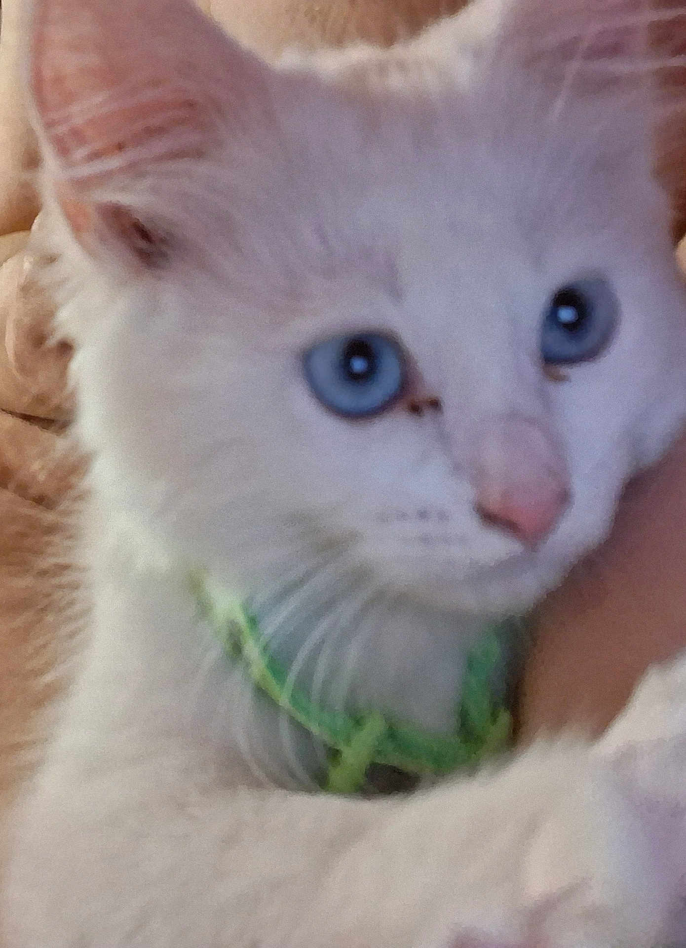 Simou a rejoint le concours — aidez-le/la à gagner de superbes lots ! cat, white_cat, blue_eyes, close_up, pet, animal, feline, collar, whiskers, ears, face, nose, fur, domestic_animal, cute, indoor, portrait, young_cat, soft, curious