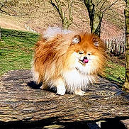 Tiki participe au concours pour gagner de l'argent avec cette photo : animal, canine, cute, daylight, dog, fluffy, fur, grass, mammal, nature, outdoor, park, pet, playful, pomernian, stone_surface, sunny, tongue_out, trees, walking