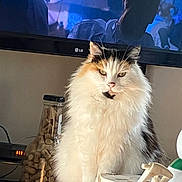 Minette participe au concours pour gagner de l'argent avec cette photo : cat, calico_cat, fluffy, long_hair, sitting, portrait, pet, feline, whiskers, green_eyes, white_fur, orange_fur, black_fur, indoors, living_room, television, firewood, household, cozy, closeup