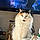 Minette