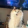 cat, calico_cat, fluffy, long_hair, sitting, portrait, pet, feline, whiskers, green_eyes, white_fur, orange_fur, black_fur, indoors, living_room, television, firewood, household, cozy, closeup