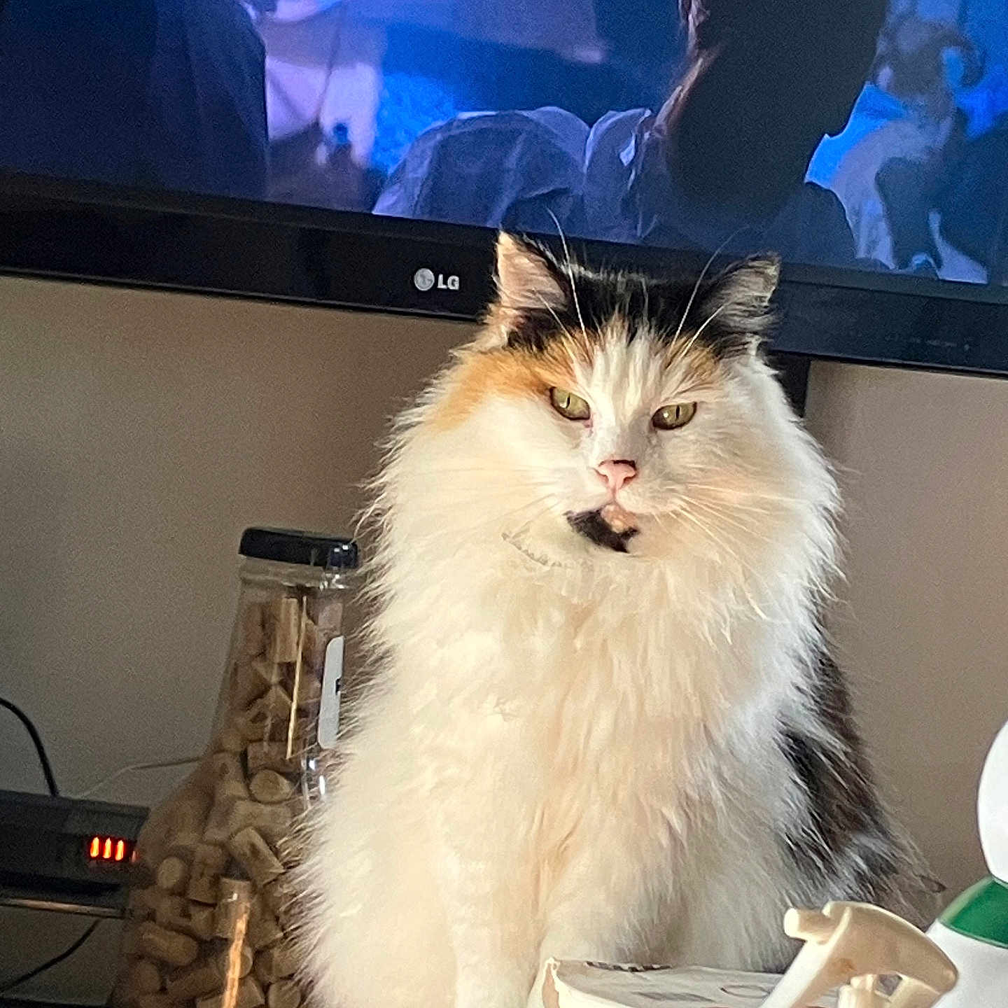 Minette participe au concours pour gagner de l'argent avec cette photo : cat, calico_cat, fluffy, long_hair, sitting, portrait, pet, feline, whiskers, green_eyes, white_fur, orange_fur, black_fur, indoors, living_room, television, firewood, household, cozy, closeup
