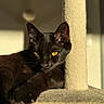 black_cat, cat, feline, pet, animal, golden_eyes, yellow_eyes, whiskers, pointed_ears, fur, lying_down, relaxed, staring, portrait, close_up, sunlight, sunbeam, warm_lighting, scratching_post, indoor