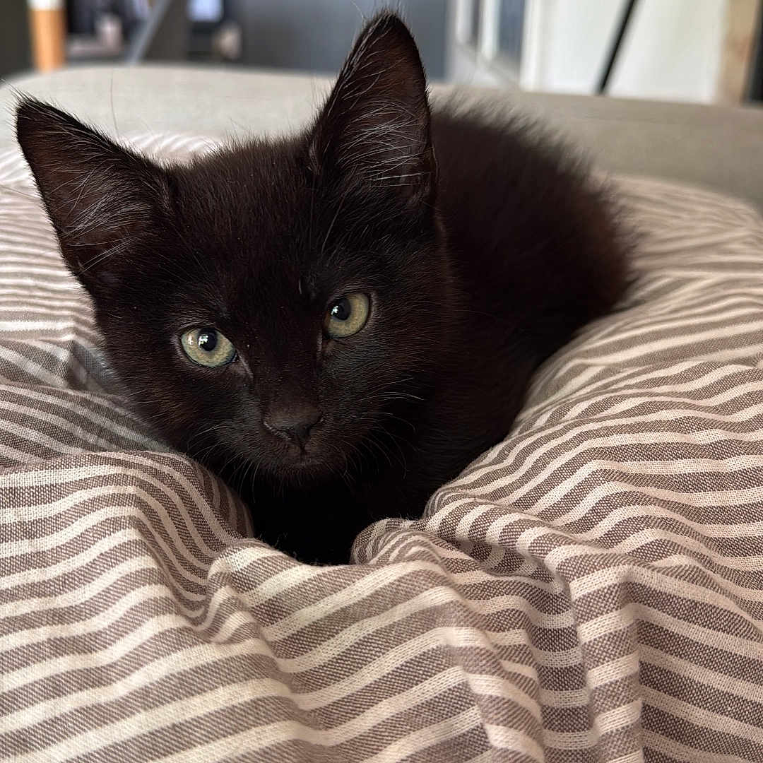 Léon