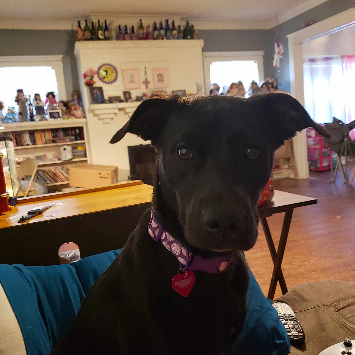 Iridessa May joined the competition — help win amazing prizes! canidae, carnivore, ceiling, collar, companion_dog, dog, dog_breed, floor, flooring, hall, interior_design, light_fixture, lighting, picture_frame, room, snout, sporting_group, whiskers, working_animal