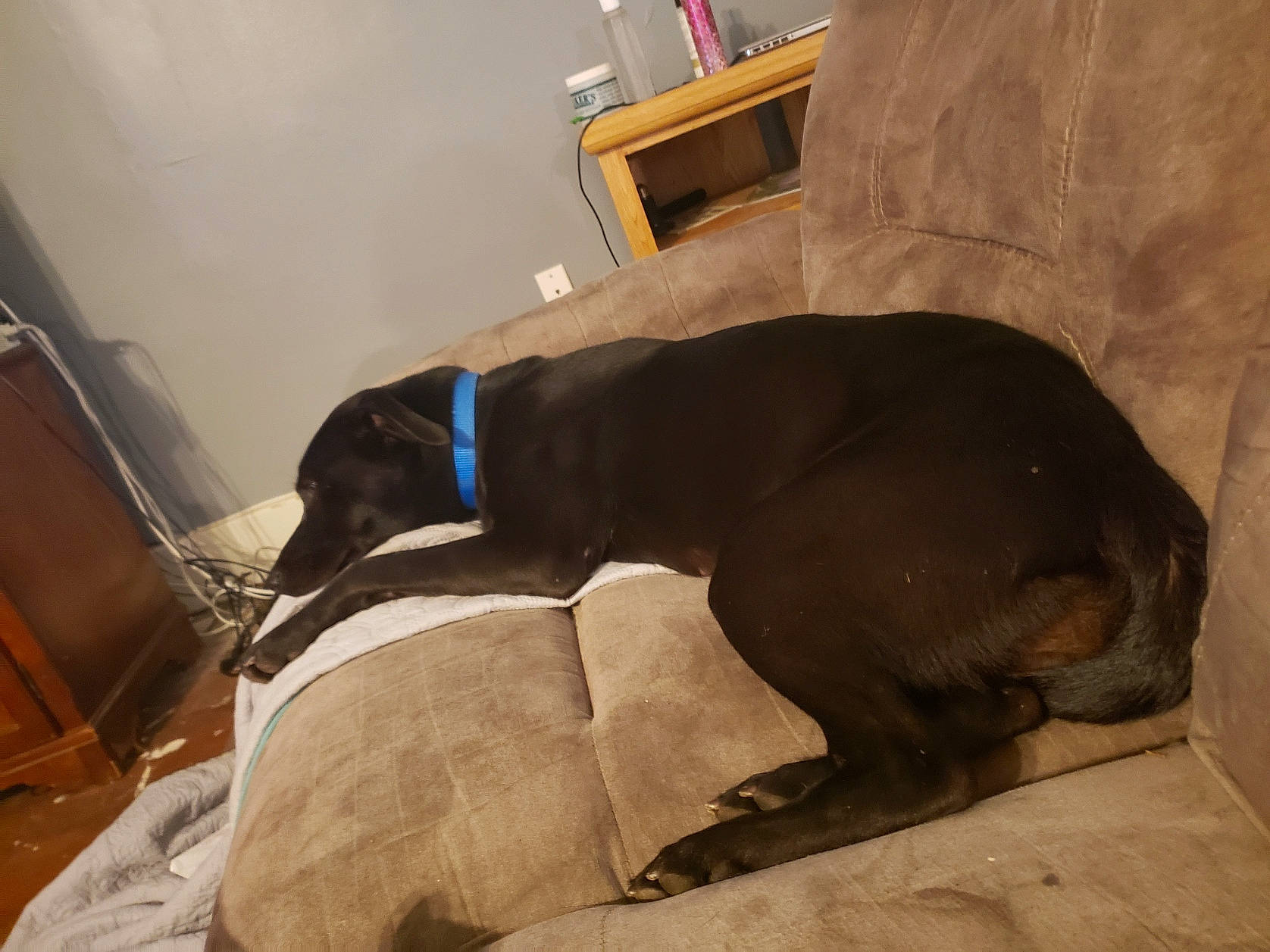 Iridessa May joined the competition — help win amazing prizes! canidae, carnivore, collar, comfort, companion_dog, dog, dog_breed, dog_collar, floor, fur, liver, mammal, pet_supply, snout, sporting_group, tail, terrestrial_animal, vertebrate, working_animal, working_dog