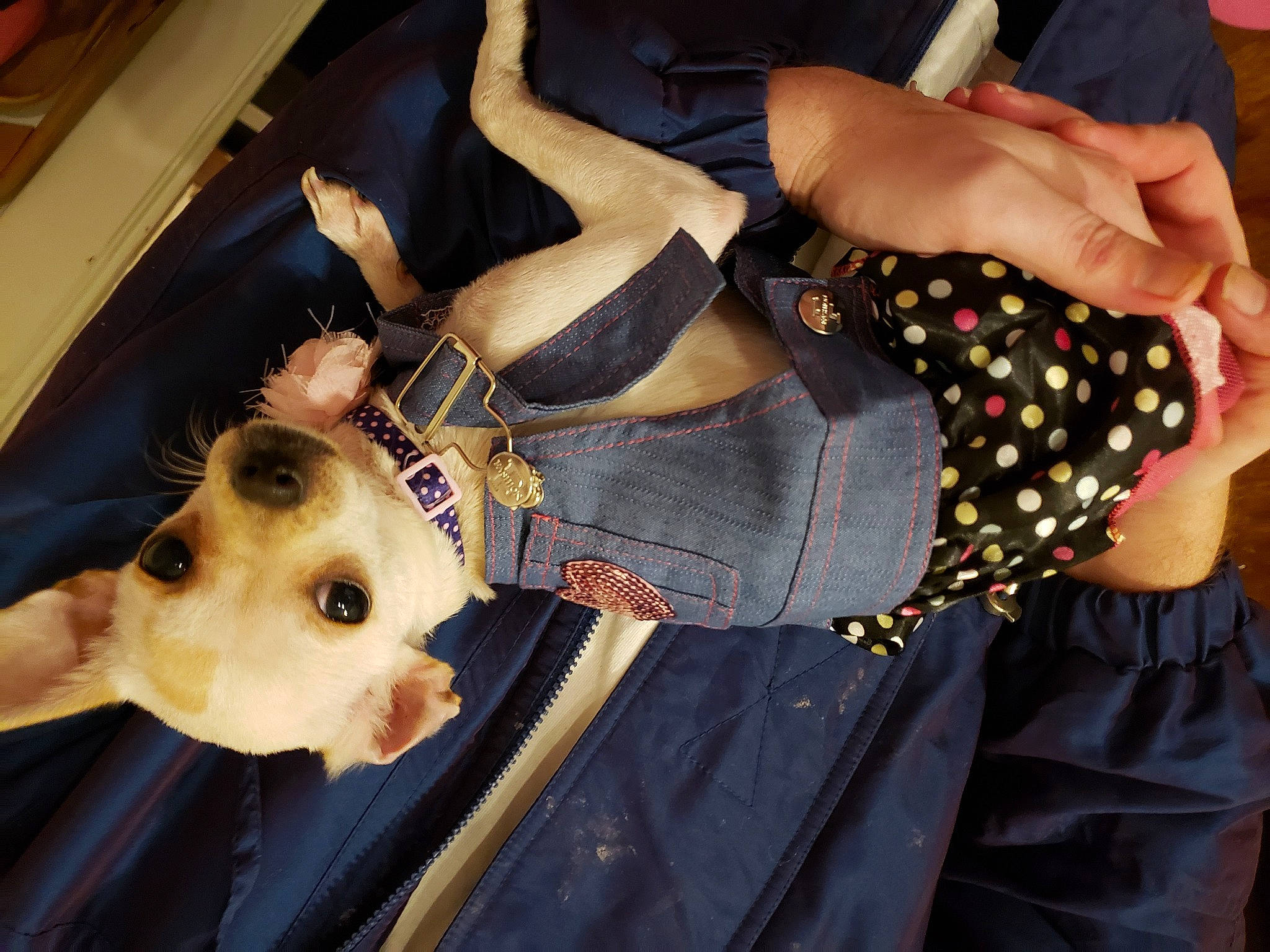 Pixie Lynn is registered to the contest to win money with this photo: canidae, carnivore, companion_dog, costume, dog, dog_breed, dog_supply, fawn, pet_supply, polka_dot, snout, sporting_group, working_animal