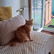 Roocky a rejoint le concours — aidez-le/la à gagner de superbes lots ! cat, orange_cat, feline, pet, indoor, couch, blanket, pillow, window, glass_door, garden, floor, home, cozy, seated, looking, fur, tail, relaxed, domestic_animal