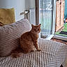 cat, orange_cat, feline, pet, indoor, couch, blanket, pillow, window, glass_door, garden, floor, home, cozy, seated, looking, fur, tail, relaxed, domestic_animal