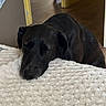 dog, black_dog, sleeping, resting, blanket, white_blanket, indoor, wooden_floor, door_frame, yellow_door, cozy, pet, animal, canine, fur, head, relaxation, calm, peaceful, nap