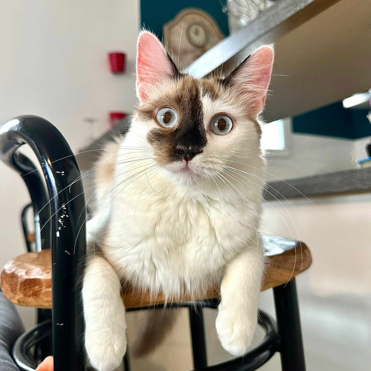 Mila participe au concours pour gagner de l'argent avec cette photo : abyssinian, angora, animal, barstool, cat, chair, doctor, furniture, kitten, manx, person, pet, siamese, wood