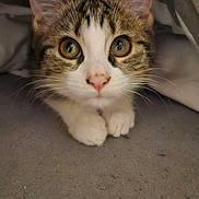 Vanille participe au concours pour gagner de l'argent avec cette photo : kitten, cat, animal, pet, cute, fur, whiskers, ears, eyes, paws, blanket, cozy, indoor, closeup, adorable, curious, tabby, resting, feline, young