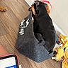 Mochi is registered to the contest to win money with this photo: dog, basket, dog_toys, wooden_floor, toy, tablet, indoor, pet, cozy, black_dog, tan_dog, corner, fabric, playful, animal, household, relaxing, small_dog, stuffed_toy, colorful