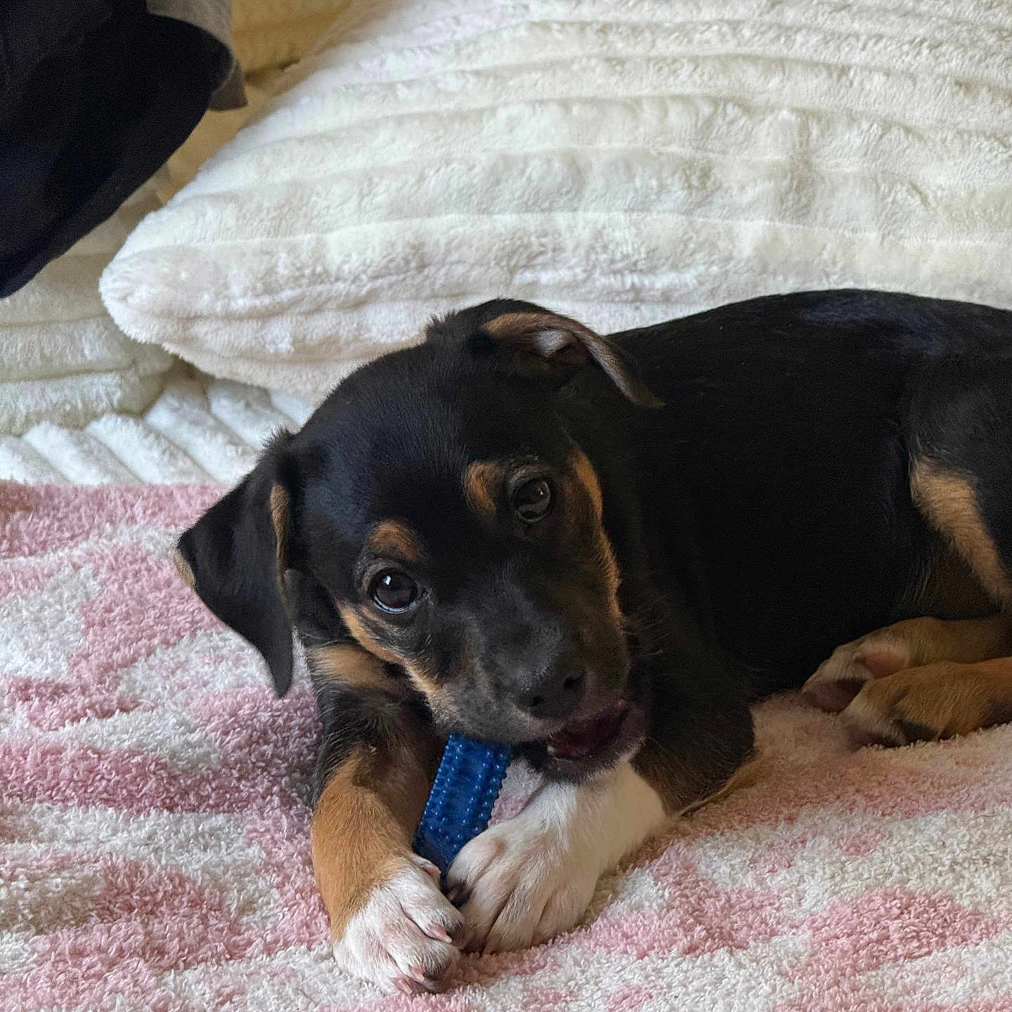 Mochi is registered to the contest to win money with this photo: puppy, dog, toy, blanket, pink, white, pillow, cute, lying_down, indoor, pet, young_dog, chewing, fur, black, tan, cozy, closeup, animal, playful