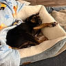 Mochi joined the competition — help win amazing prizes! puppy, dog, sleeping, dog_bed, blanket, cozy, indoor, wooden_floor, cute, pet, relaxed, fur, paw, resting, comfort, animal, bed, black_and_brown, small_dog, napping