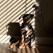 Mochi joined the competition — help win amazing prizes! puppy, dog, shadow, striped_light, wall, floor, indoor, sunlight, striped_shadow, cute, pet, sitting, brown, black, white, ears, paw, cord, plug, calm