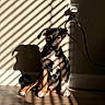 puppy, dog, shadow, striped_light, wall, floor, indoor, sunlight, striped_shadow, cute, pet, sitting, brown, black, white, ears, paw, cord, plug, calm