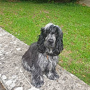 Athéna participe au concours pour gagner de l'argent avec cette photo : dog, black_dog, gray_dog, long_fur, wavy_fur, pet, animal, outdoor, garden, grass, stone_ledge, curious, sitting, nature, greenery, park, canine, companion, leash, portrait