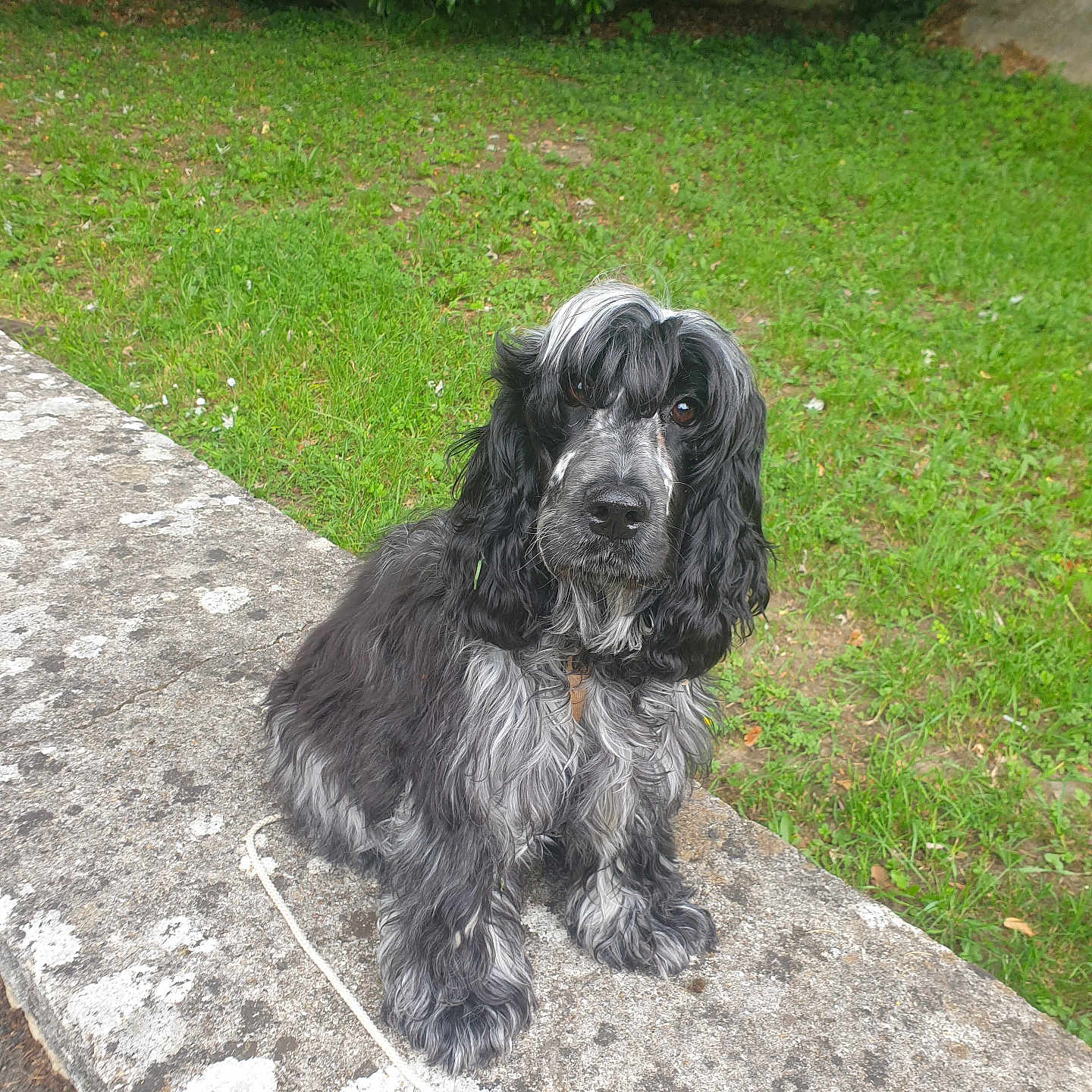 Athéna participe au concours pour gagner de l'argent avec cette photo : dog, black_dog, gray_dog, long_fur, wavy_fur, pet, animal, outdoor, garden, grass, stone_ledge, curious, sitting, nature, greenery, park, canine, companion, leash, portrait