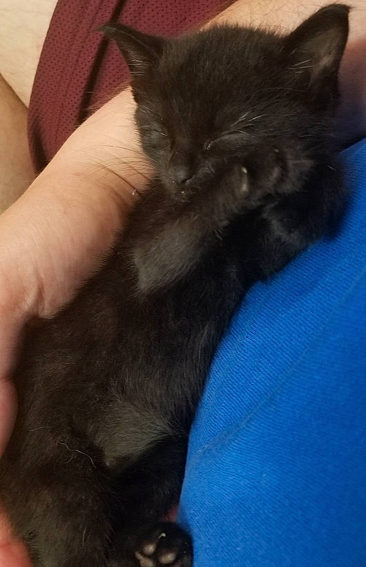 Cisco joined the competition — help win amazing prizes! asian, black_cat, burmese, carnivore, cat, claw, domestic_short_haired_cat, ear, felidae, fur, hand, kitten, mammal, small_to_medium_sized_cats, tail, whiskers