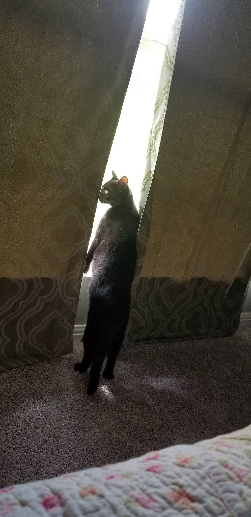 Cisco is registered to the contest to win money with this photo: black_cat, carnivore, cat, felidae, floor, formal_wear, leg, shadow, small_to_medium_sized_cats, tail, whiskers