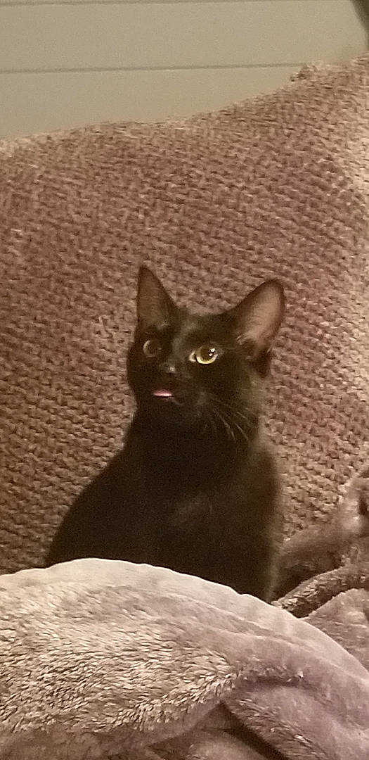 Cisco is registered to the contest to win money with this photo: asian, black_cat, bombay, burmese, carnivore, cat, domestic_short_haired_cat, felidae, havana_brown, kitten, korat, mammal, oriental_longhair, small_to_medium_sized_cats, vertebrate, whiskers