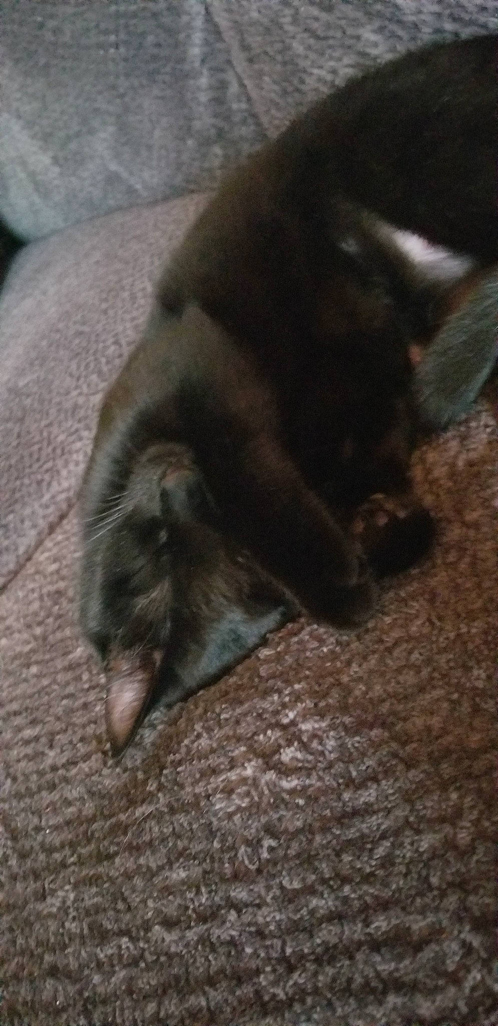 Cisco joined the competition — help win amazing prizes! canidae, carnivore, cat, dog_breed, felidae, fur, kitten, tail