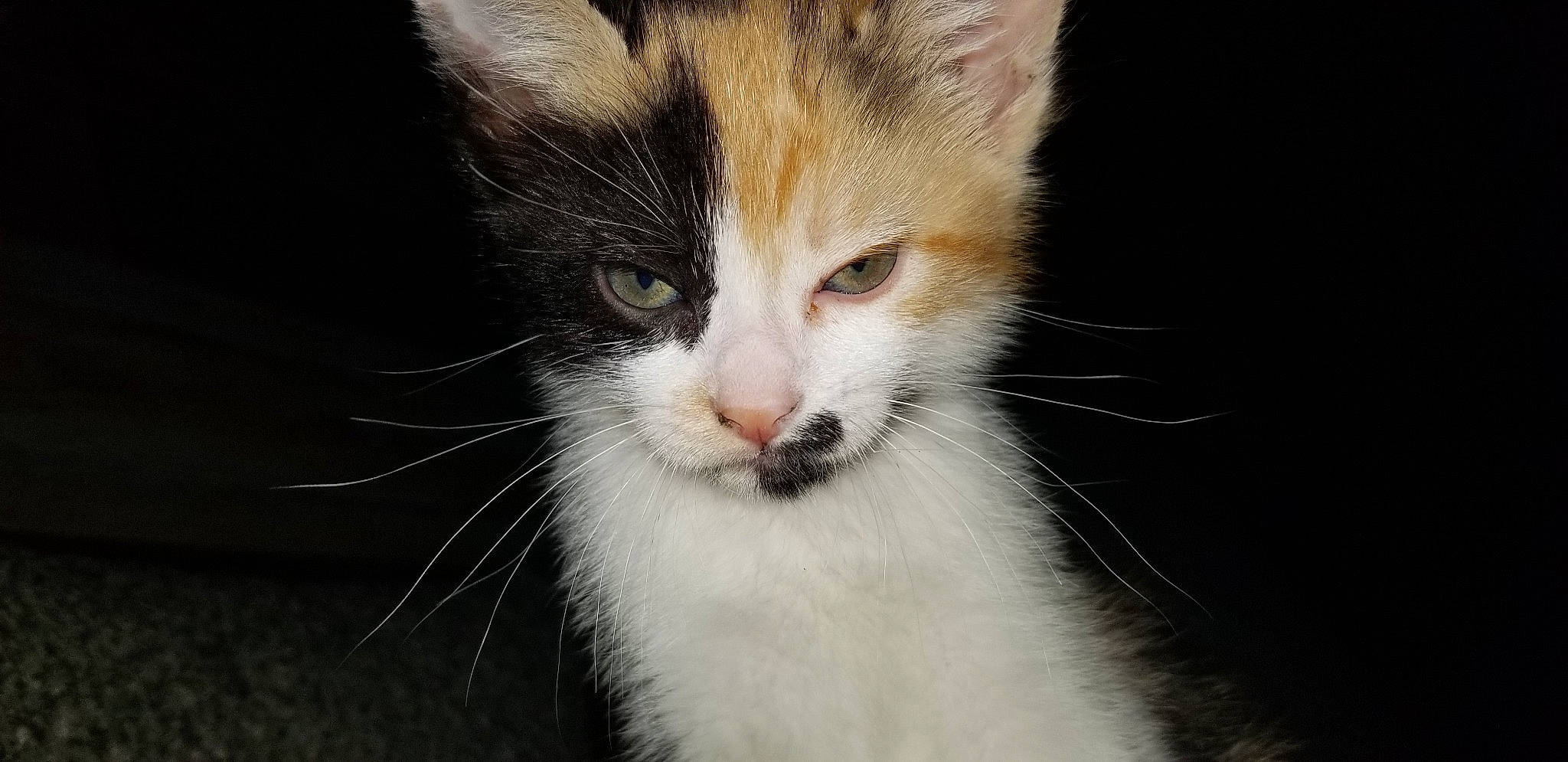 Cleo is registered to the contest to win money with this photo: aegean_cat, american_curl, american_wirehair, asian, carnivore, cat, domestic_long_haired_cat, domestic_short_haired_cat, european_shorthair, eye, felidae, fur, kitten, mammal, ojos_azules, polydactyl_cat, small_to_medium_sized_cats, snout, vertebrate, whiskers