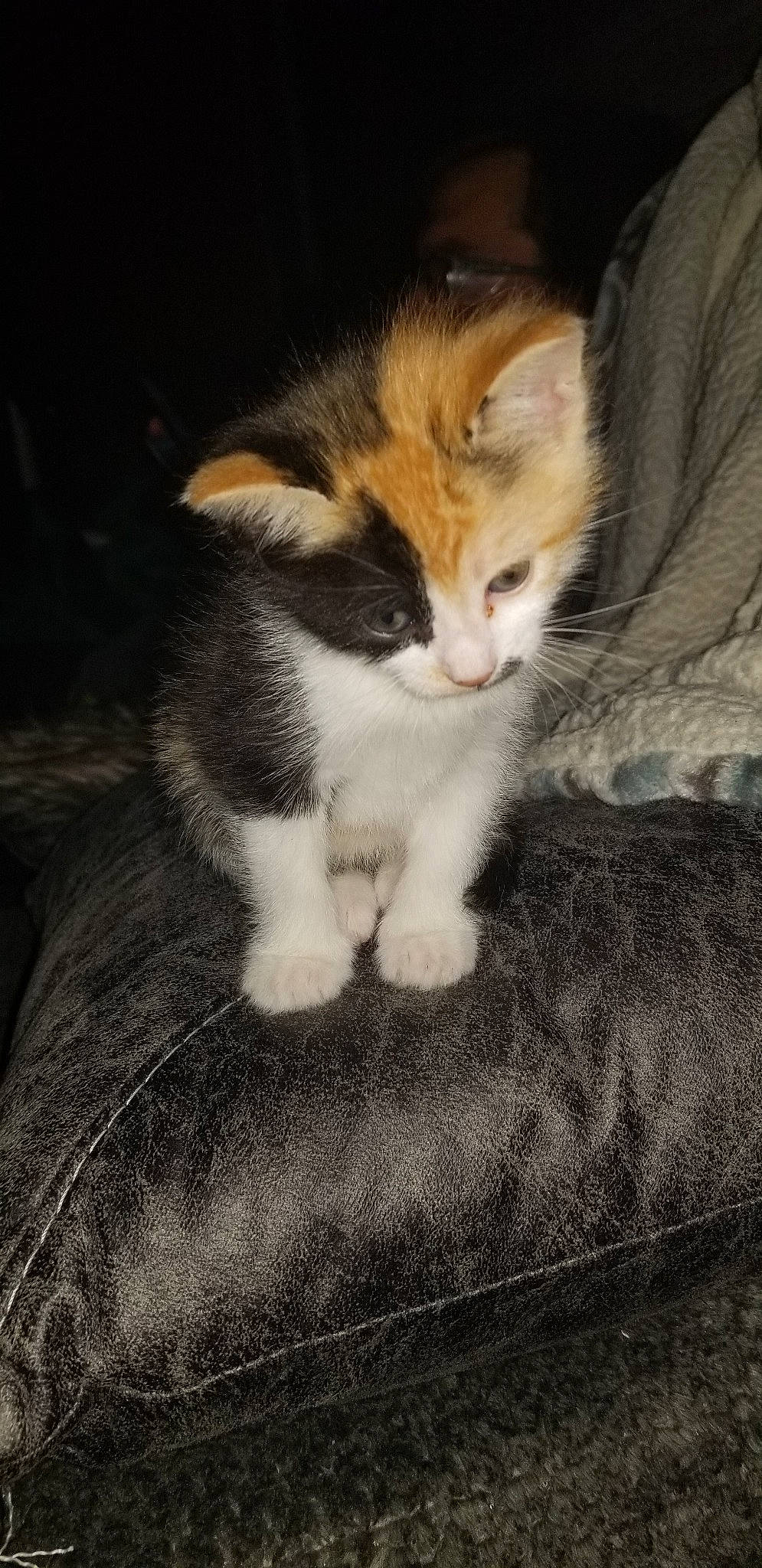 Cleo is registered to the contest to win money with this photo: aegean_cat, american_wirehair, carnivore, cat, domestic_short_haired_cat, european_shorthair, fawn, felidae, fur, kitten, mammal, polydactyl_cat, small_to_medium_sized_cats, tail, whiskers