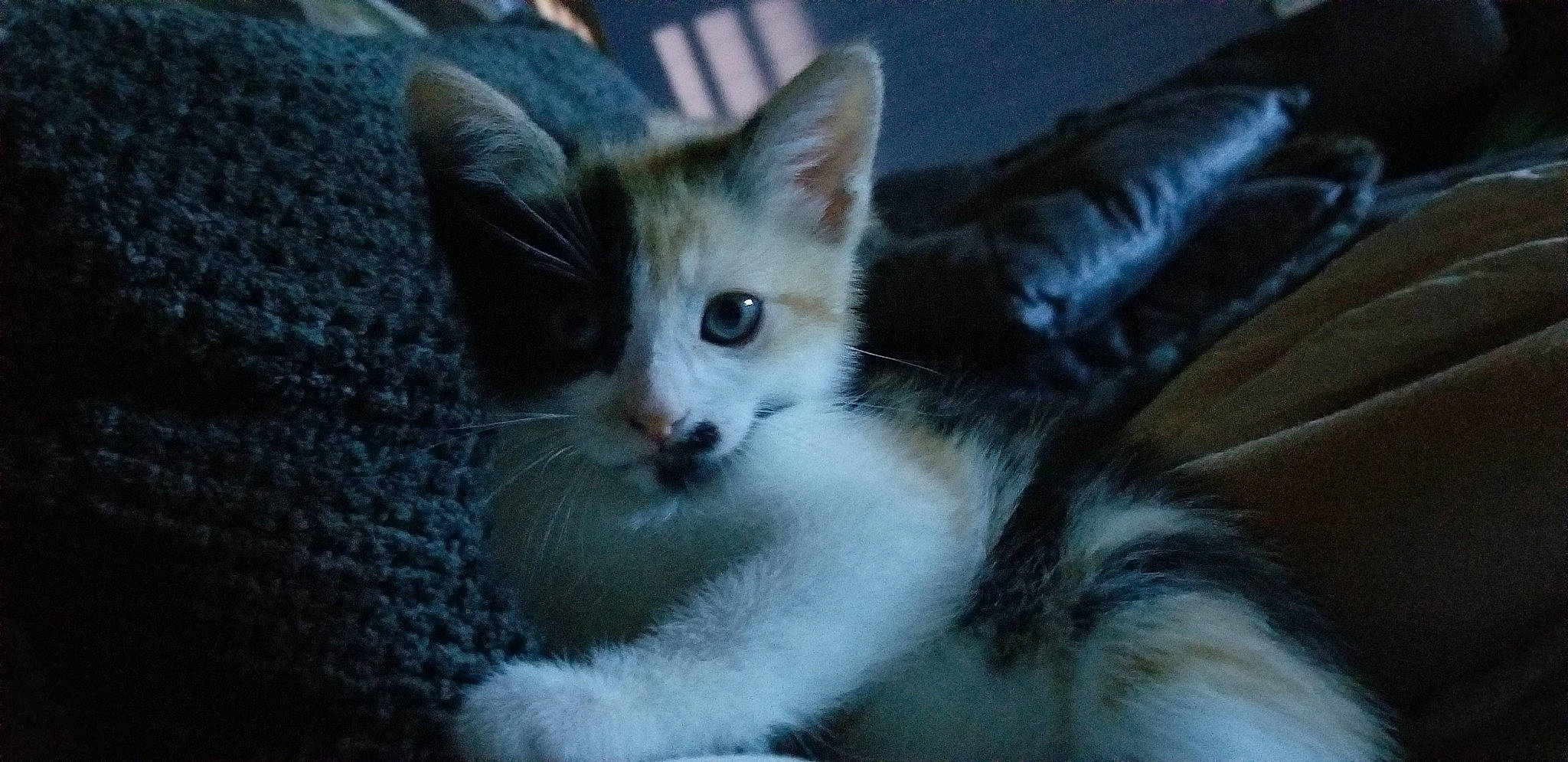 Cleo is registered to the contest to win money with this photo: aegean_cat, american_wirehair, asian, carnivore, cat, domestic_short_haired_cat, european_shorthair, felidae, fur, kitten, mammal, ojos_azules, polydactyl_cat, small_to_medium_sized_cats, snout, somali, turkish_angora, vertebrate, whiskers