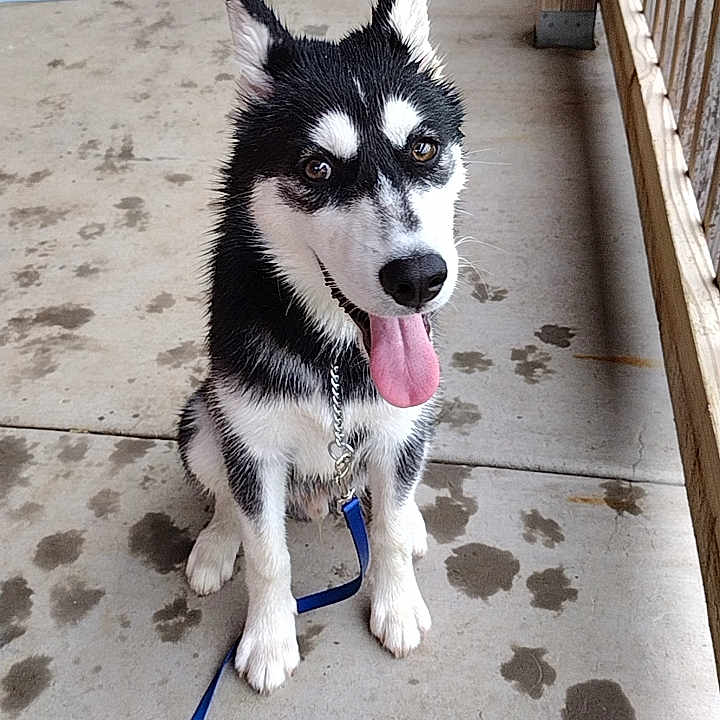 Zuko is registered to the contest to win money with this photo: accessories, animal, architecture, building, canine, dog, eskimodog, flagstone, husky, leash, machine, outdoors, path, pet, puppy, sidewalk, slate, strap, walkway, wheel