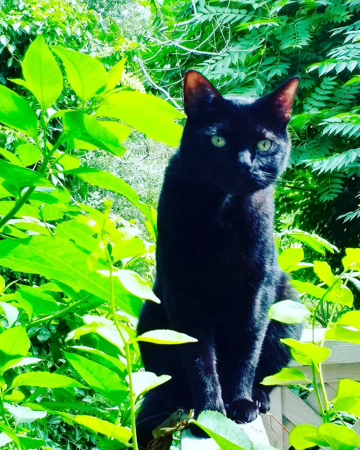 Cisco joined the competition — help win amazing prizes! asian, black_cat, bombay, botany, carnivore, cat, domestic_short_haired_cat, felidae, green, leaf, organism, plant, shrub, small_to_medium_sized_cats, tail, tree, whiskers