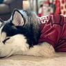dog, husky, puppy, sleeping, resting, maroon_jersey, fur, tile_floor, indoors, cozy, closeup, pet, animal, cute, relaxation, holiday_decor, blurred_background, ears, black_and_white, nap