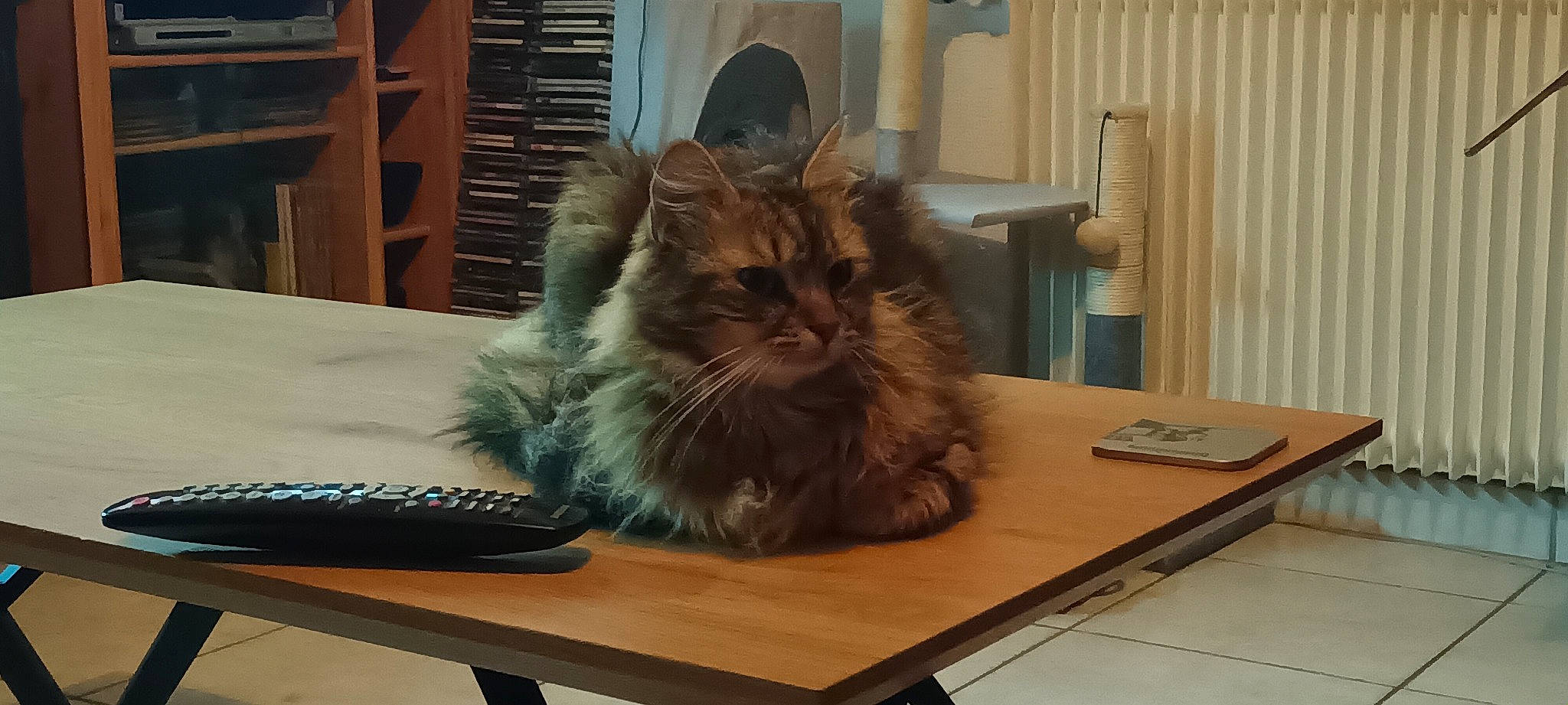 Raya a rejoint le concours — aidez-le/la à gagner de superbes lots ! british_longhair, carnivore, cat, chair, comfort, curtain, desk, felidae, flooring, fur, hardwood, maine_coon, room, small_to_medium_sized_cats, table, tail, varnish, whiskers, wood, wood_stain