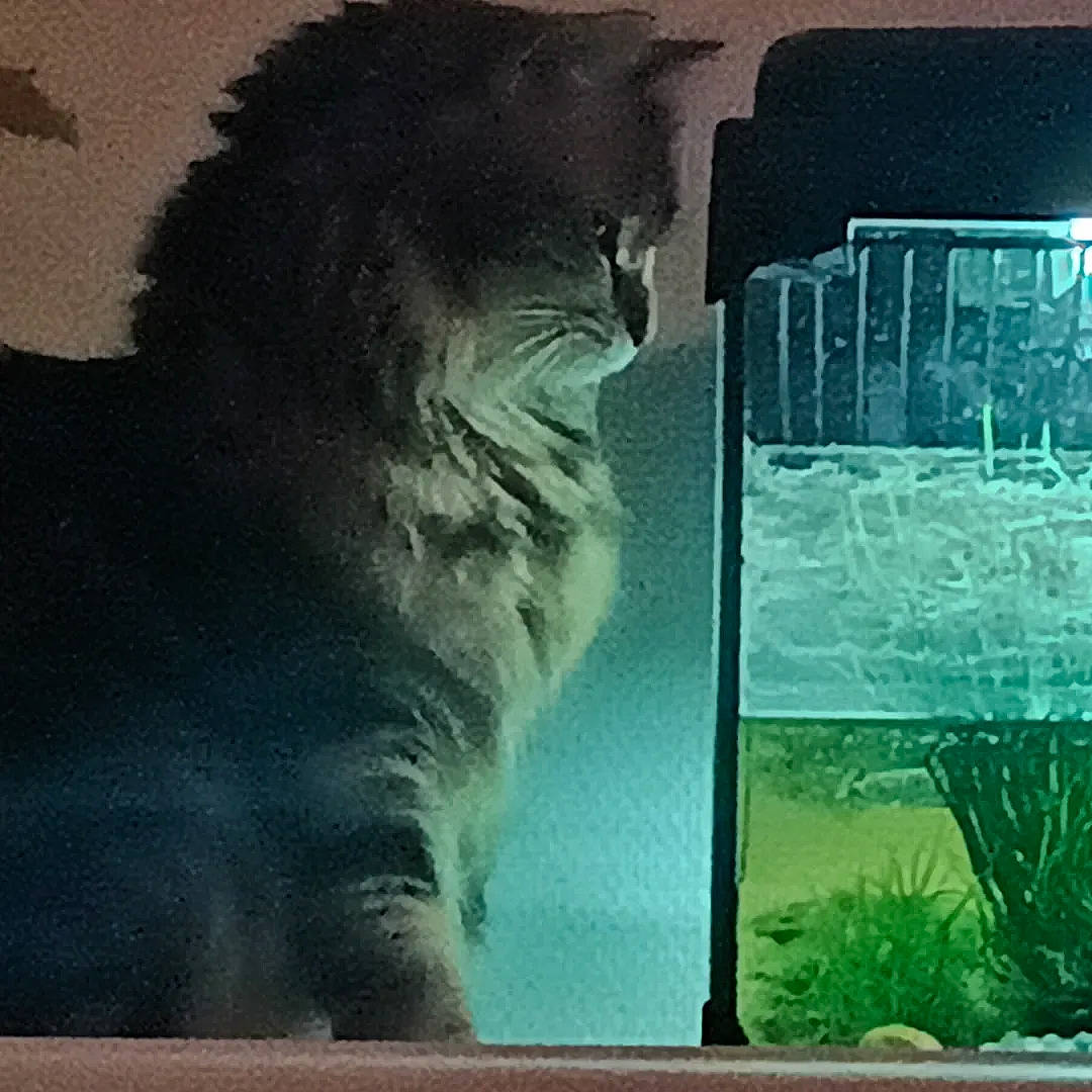 Raya a rejoint le concours — aidez-le/la à gagner de superbes lots ! art, big_cats, carnivore, felidae, fur, glass, grass, lion, organism, plant, rectangle, small_to_medium_sized_cats, snout, tail, technology, terrestrial_animal, tints_and_shades, visual_arts, whiskers, window