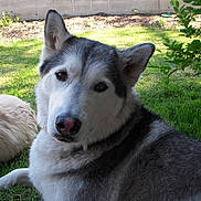 Milo joined the competition — help win amazing prizes! dog, husky, outdoor, grass, pet, canine, animal, nature, sunlight, backyard, fur, mammal, resting, ears, face, nose, eyes, companion, relaxing, summer