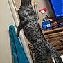 Doobie is registered to the contest to win money with this photo: cat, tabby_cat, standing, bed, blanket, towel, chair, dresser, spray_bottle, television, wall, room, indoor, furniture, curious, pet, animal, domestic, clutter, leisure