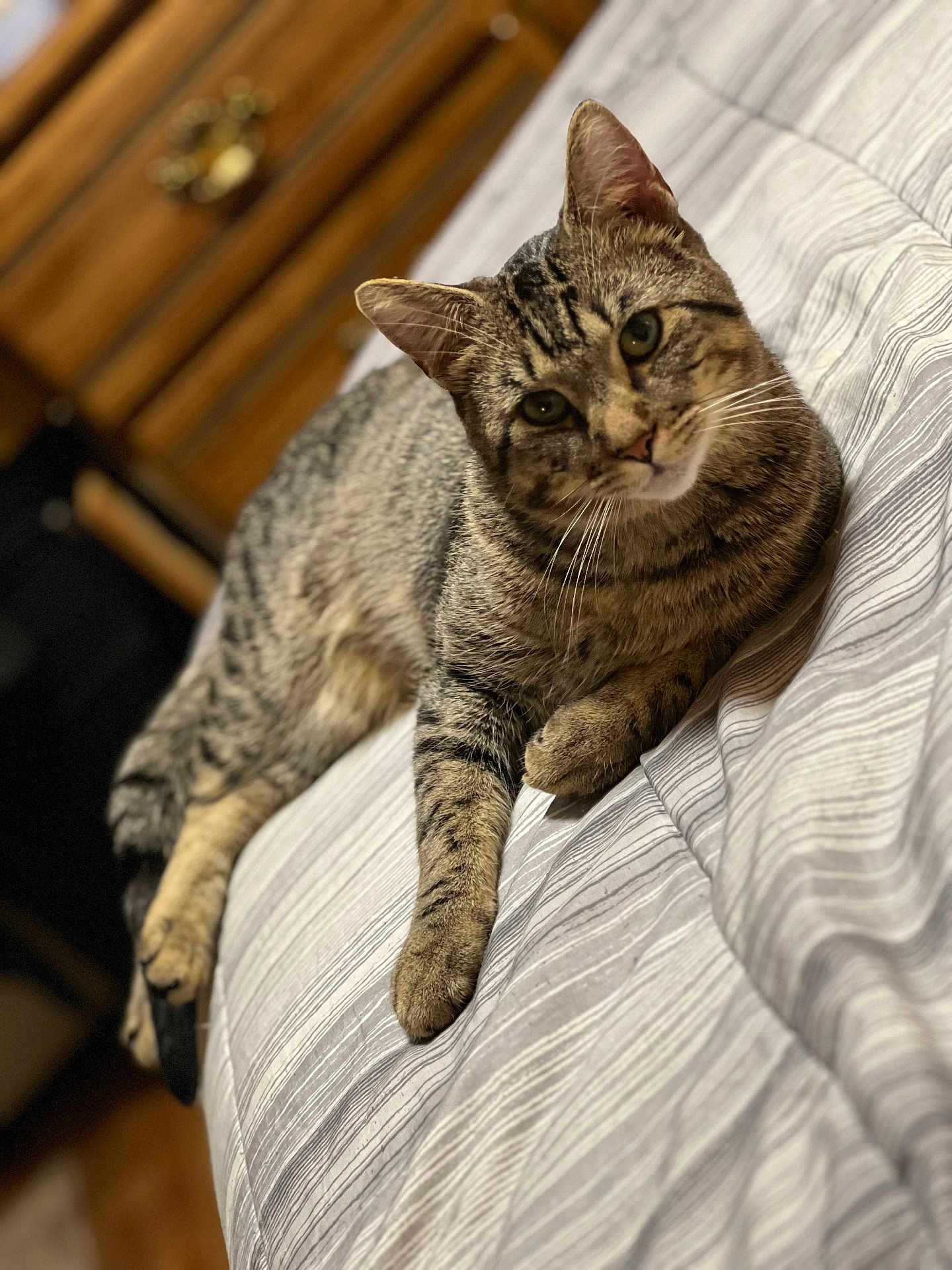 Doobie is registered to the contest to win money with this photo: cat, tabby_cat, pet, indoor, bed, striped_bedspread, furniture, wooden_drawer, relaxing, animal, whiskers, ears, paws, fur, looking, laying_down, close_up, domestic_animal, home, cozy