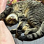Doobie joined the competition — help win amazing prizes! cat, tabby, sleeping, stretching, paw, tail, leg, human, cozy, indoor, quilt, blanket, fur, pet, relaxed, nap, animal, bedroom, cute, resting