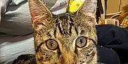 Doobie is registered to the contest to win money with this photo: cat, tabby_cat, indoor, person, tshirt, lamp, furniture, whiskers, eyes, face, pet, animal, closeup, curious, sitting, striped, home, cozy, relaxed, domestic