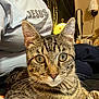 cat, tabby_cat, indoor, person, tshirt, lamp, furniture, whiskers, eyes, face, pet, animal, closeup, curious, sitting, striped, home, cozy, relaxed, domestic