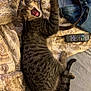 tabby_cat, cat, pet, animal, indoor, bed, blanket, patterned_textile, remote_control, denim_jacket, belt, paw, yawning, meowing, fur, whiskers, sleepy, cozy, relaxed, domestic