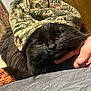 Sami is registered to the contest to win money with this photo: cat, black_cat, animal, pet, hat, camo_hat, fur, whiskers, indoor, hand, cozy, bed, furniture, closeup, face, resting, cute, domestic_animal, portrait, comfort