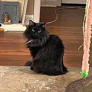 Sami joined the competition — help win amazing prizes! black_cat, fluffy_cat, green_eyes, indoor, wooden_floor, rug, cat_toy, feather_toy, sitting_cat, pet, domestic_cat, home_interior, decor, shelf, ornament, flooring, furniture, animal, cute_cat, looking_at_camera
